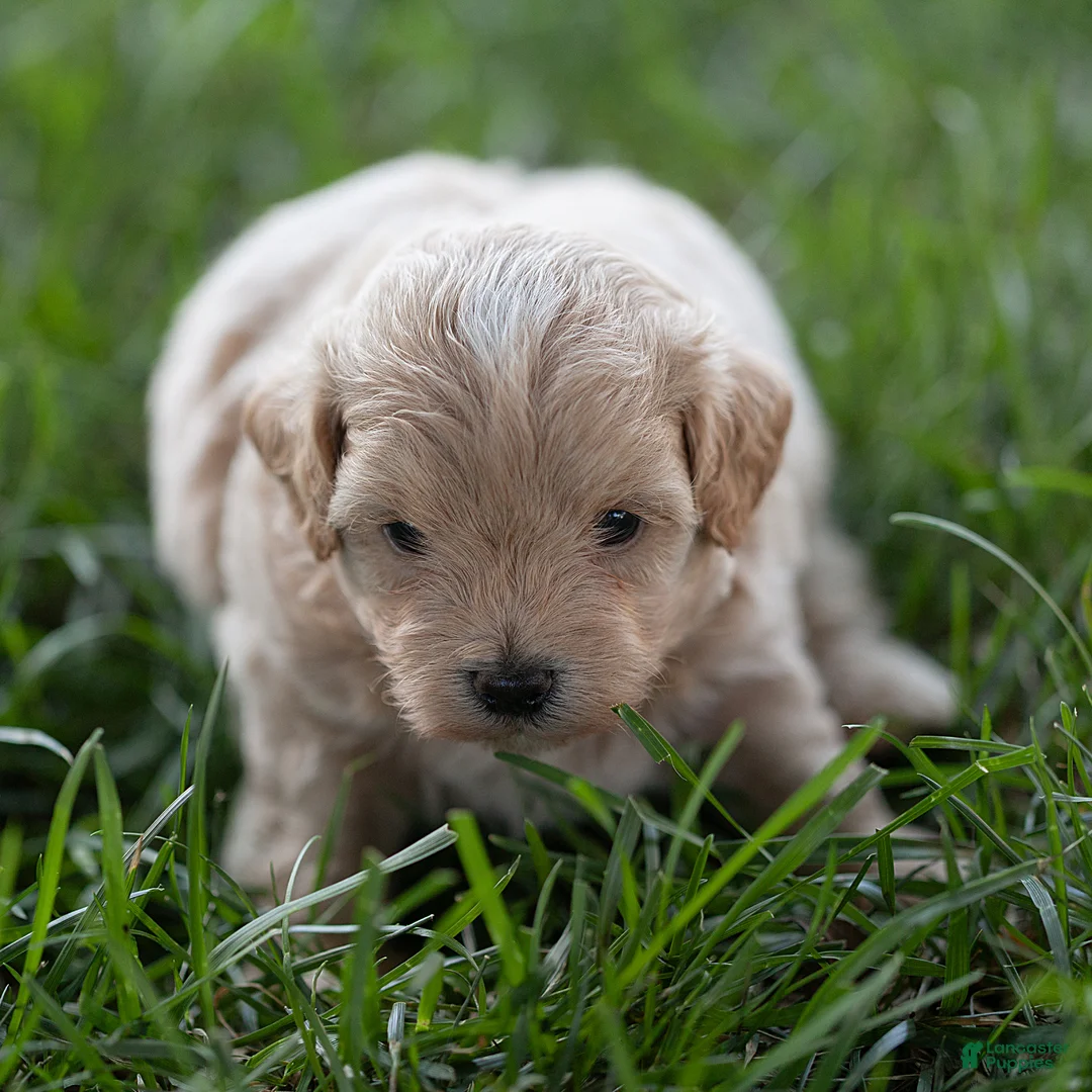 Maltipoo dogs for sale: Oscar Maltipoo  - Ad 2