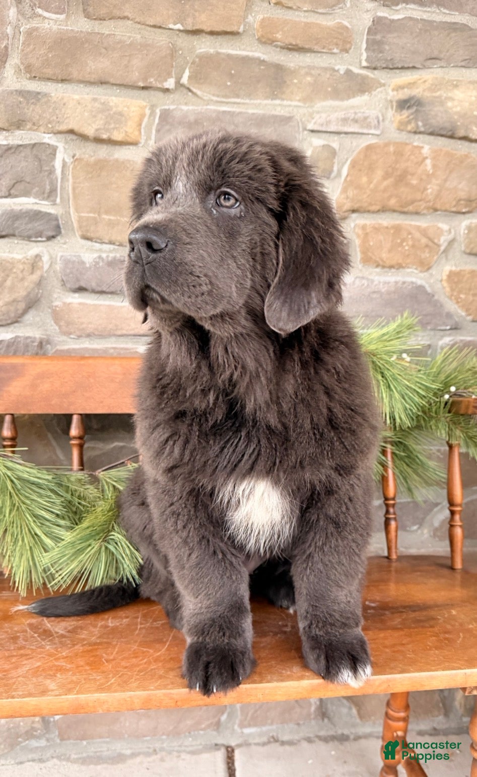 Newfoundland dogs Aspen  - Ad 39