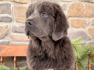 Newfoundland dogs Aspen - Ad 39