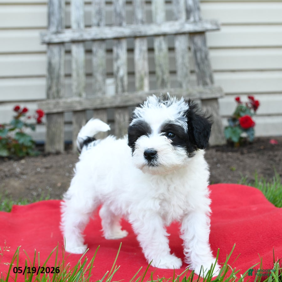 Schnoodle dogs Bandit - Ad 2
