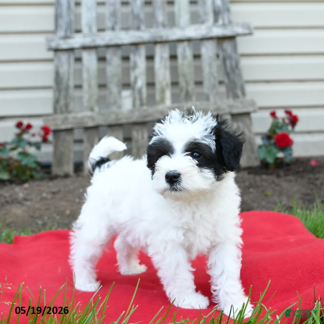 Schnoodle dogs for sale: Bandit - Ad 2