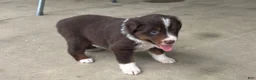 Miniature Australian Shepherd dogs for sale: #3 Red Tri Female - Ad 2