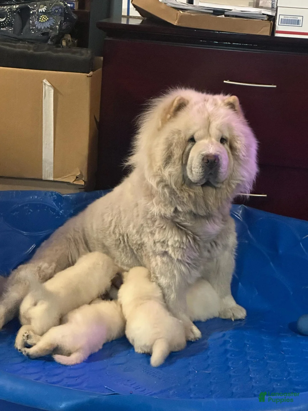 Chow Chow dogs for sale: The Lioness FEMALE - Ad 3
