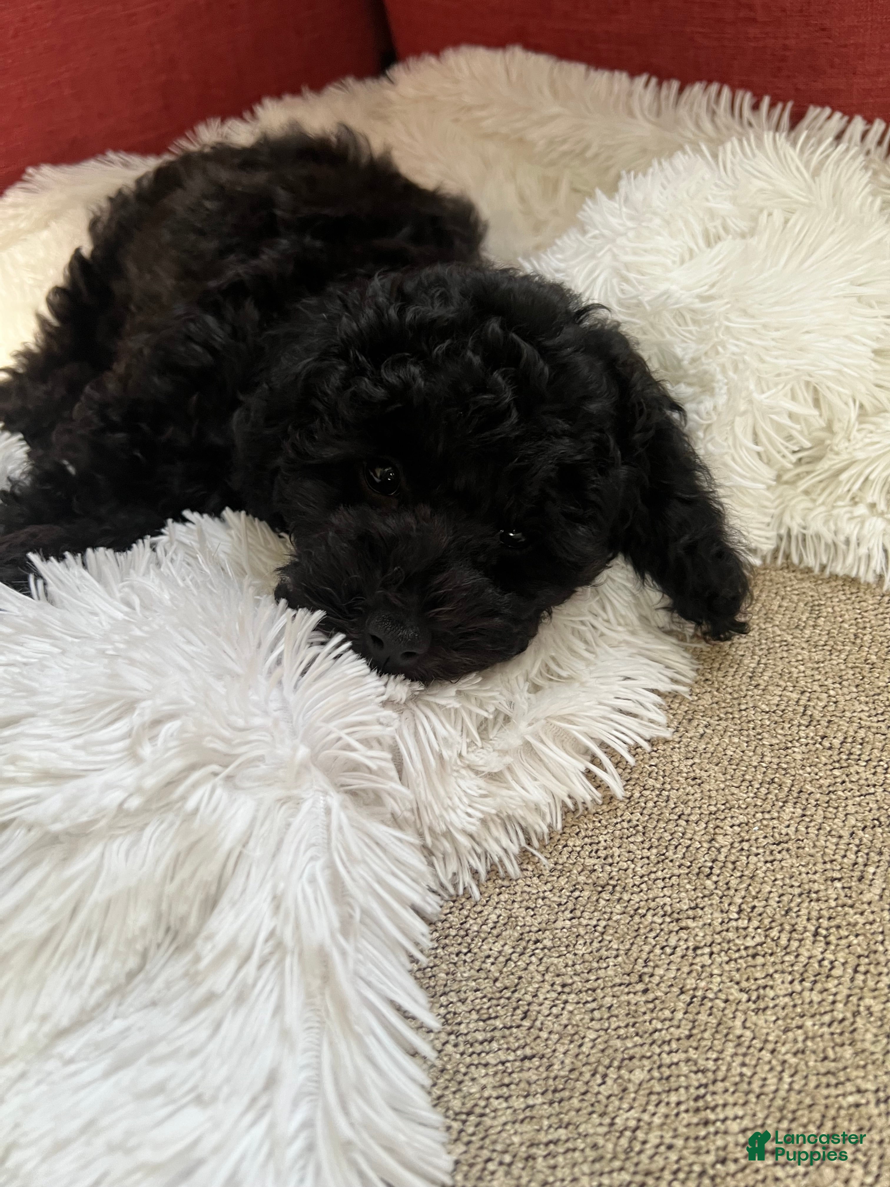Miniature Poodle dogs Chico - Ad 1