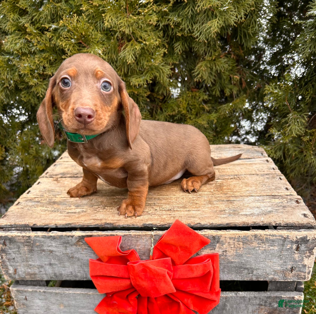 Miniature Dachshund dogs for sale: Henry - Ad 4