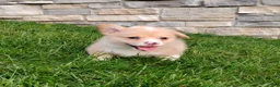 Welsh Corgi Pembroke dogs for sale: Welsh Corgi Pembroke 3 - Ad 5