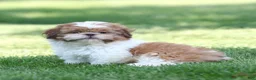 Shih Tzu dogs for sale: Dandy Shih Tzu  - Ad 1