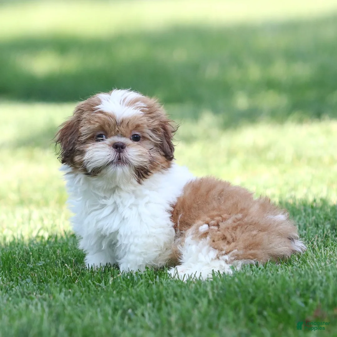 Shih Tzu dogs for sale: Dandy Shih Tzu  - Ad 1