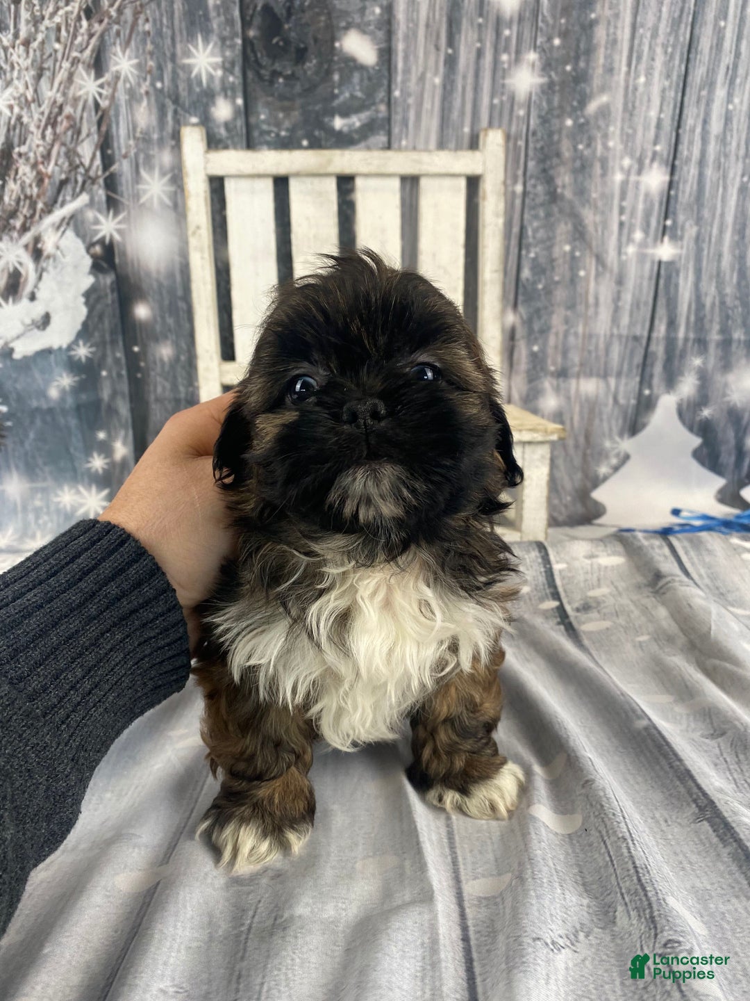 Shih Tzu dogs for sale: Buttons - Ad 11