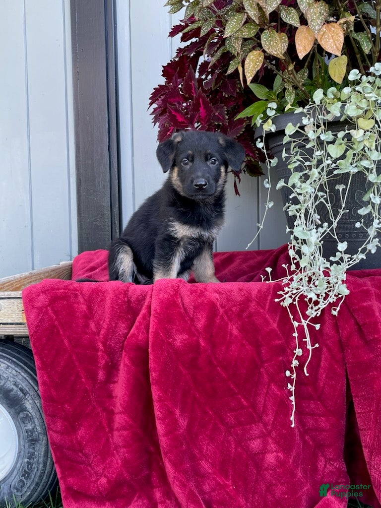 German Shepherd dogs Kasey - Ad 2