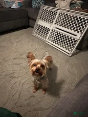 Bobby