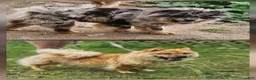 Chow Chow dogs for sale: Lilac male - Ad 4