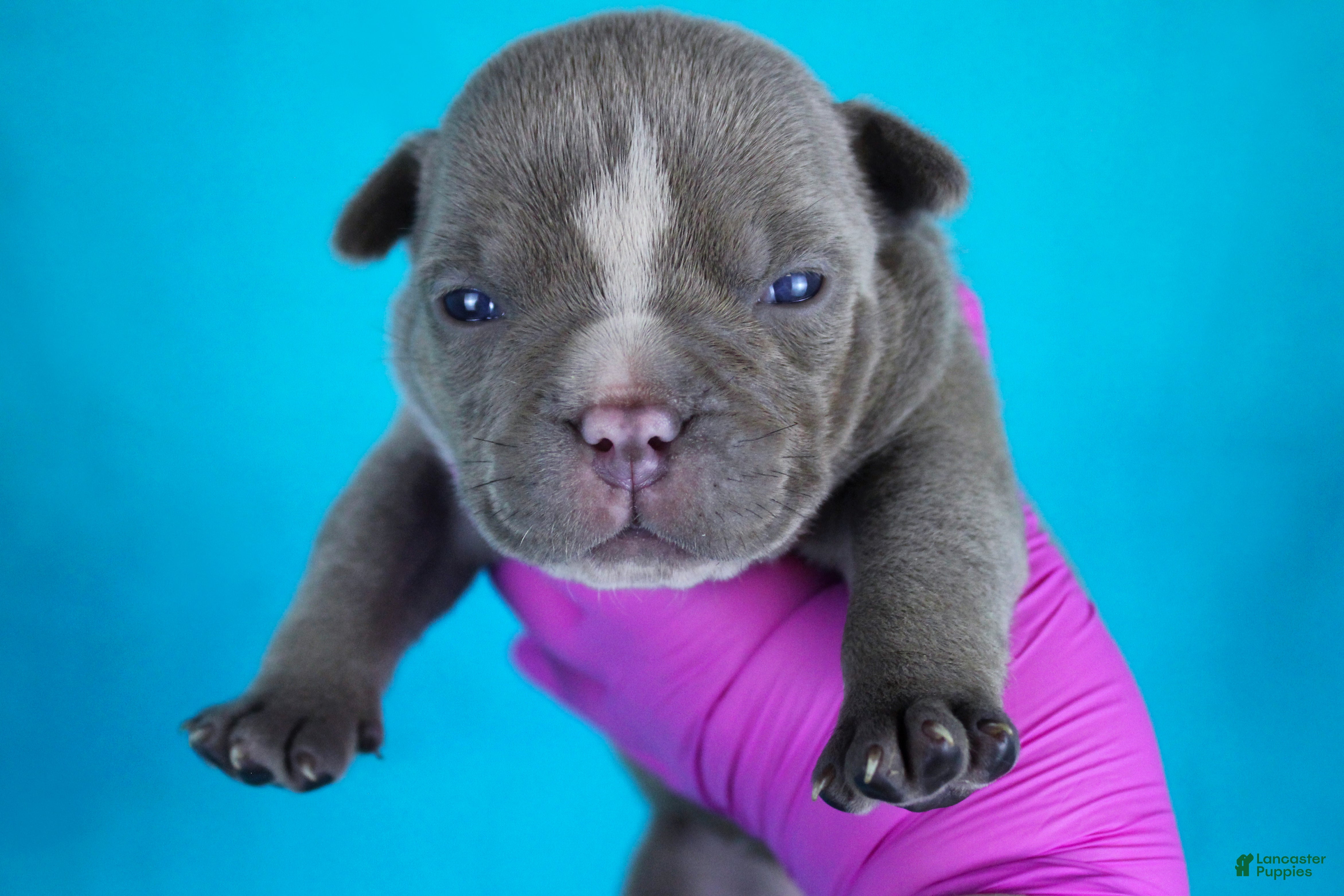 American Bully
