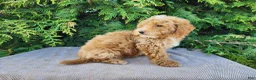 Mini Bernedoodle dogs for sale: Spencer - Ad 17