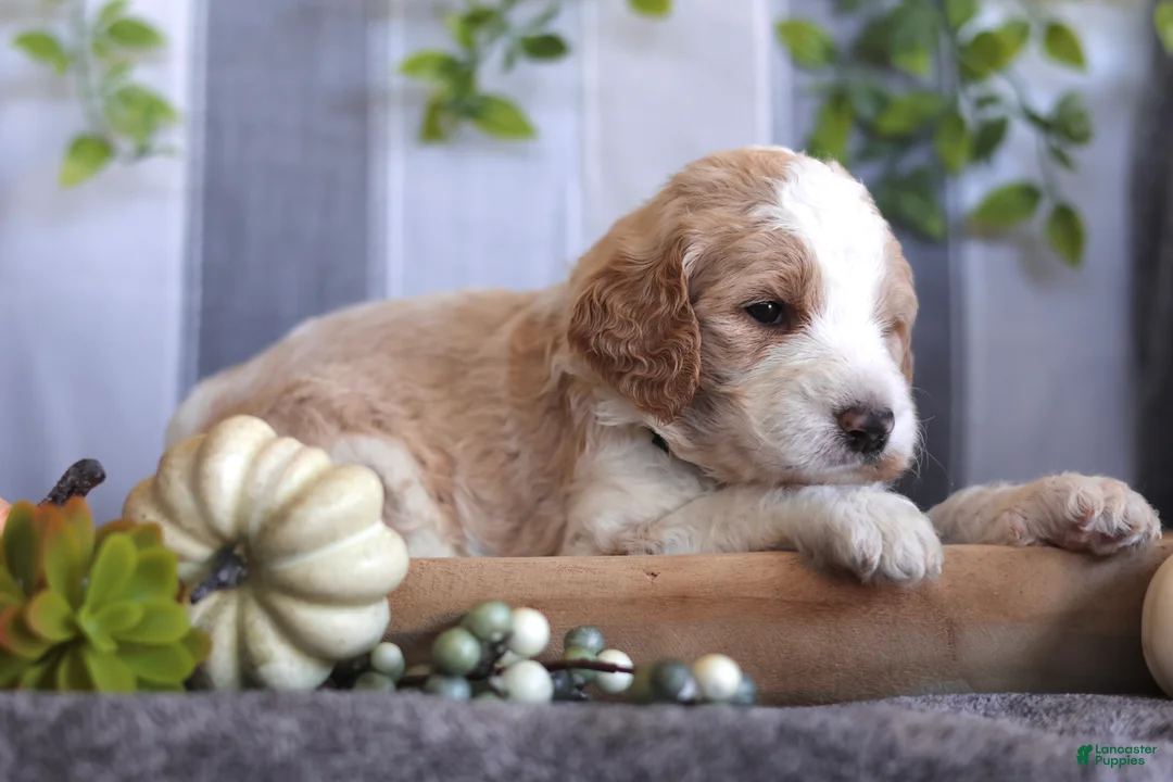 Goldendoodle dogs for sale: Cooper  - Ad 2