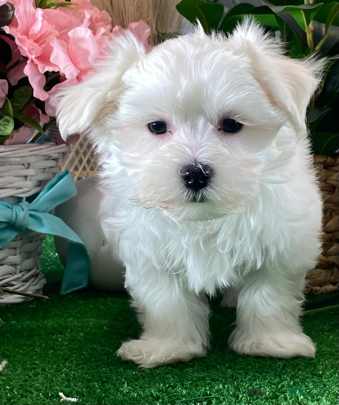 Maltese dogs for sale: Madison - Ad 1