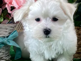 Maltese dogs Madison - Ad 41
