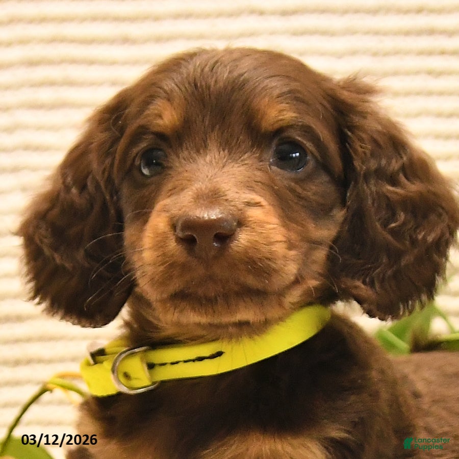 Miniature Dachshund dogs Waylan - Ad 2