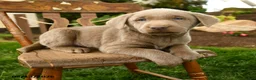 Labrador Retriever dogs for sale: Sterling - Ad 3