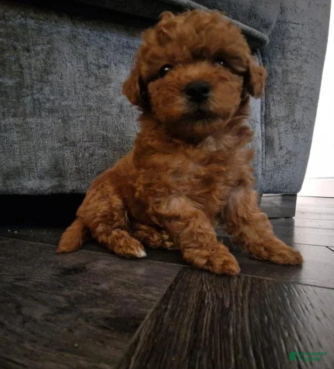 Maltipoo dogs for sale: Stacy - Ad 5