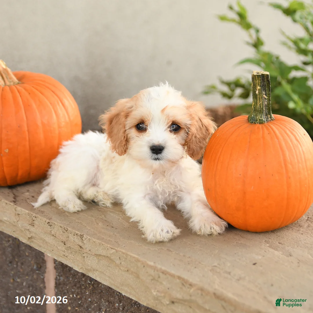 Cavapoo dogs for sale: Asher - Ad 5