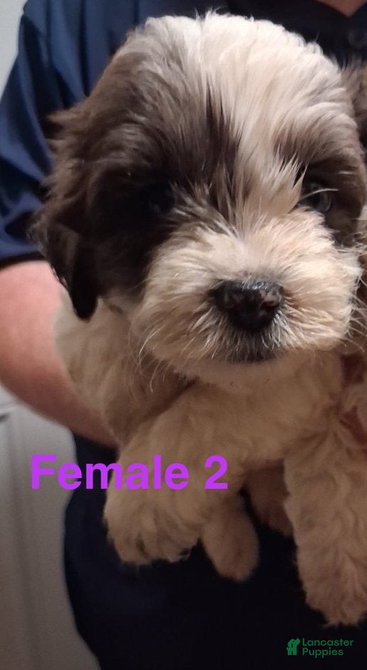 Shihpoo dogs Girl 2 - Ad 19