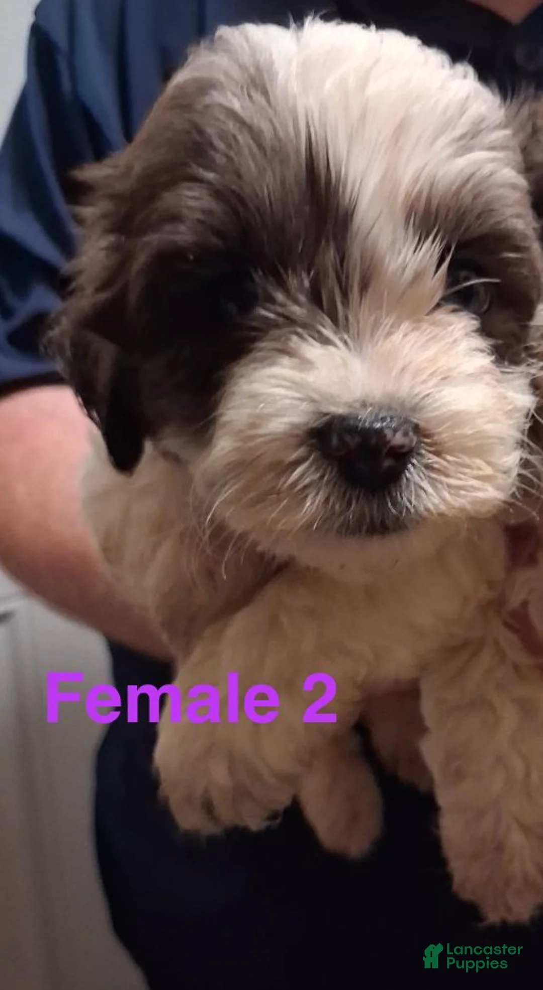 Shihpoo dogs for sale: Girl 2 - Ad 1