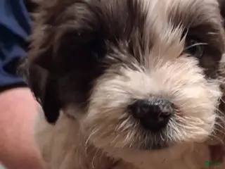Shihpoo dogs Girl 2 - Ad 19