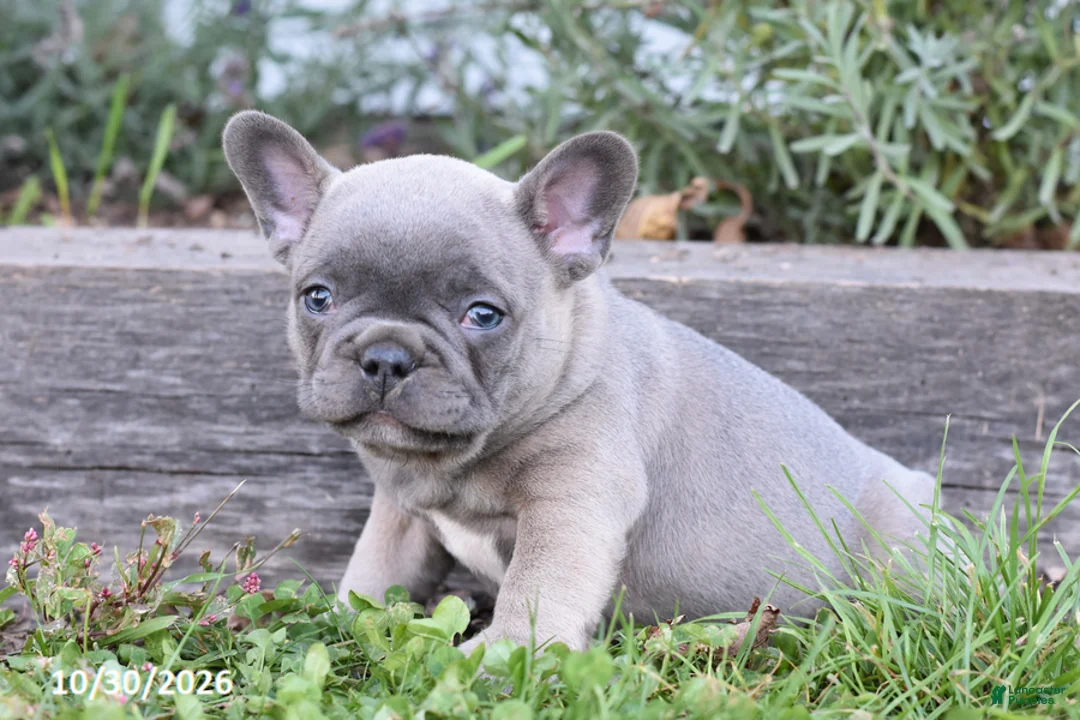 French Bulldog dogs for sale: Tyler - Ad 2