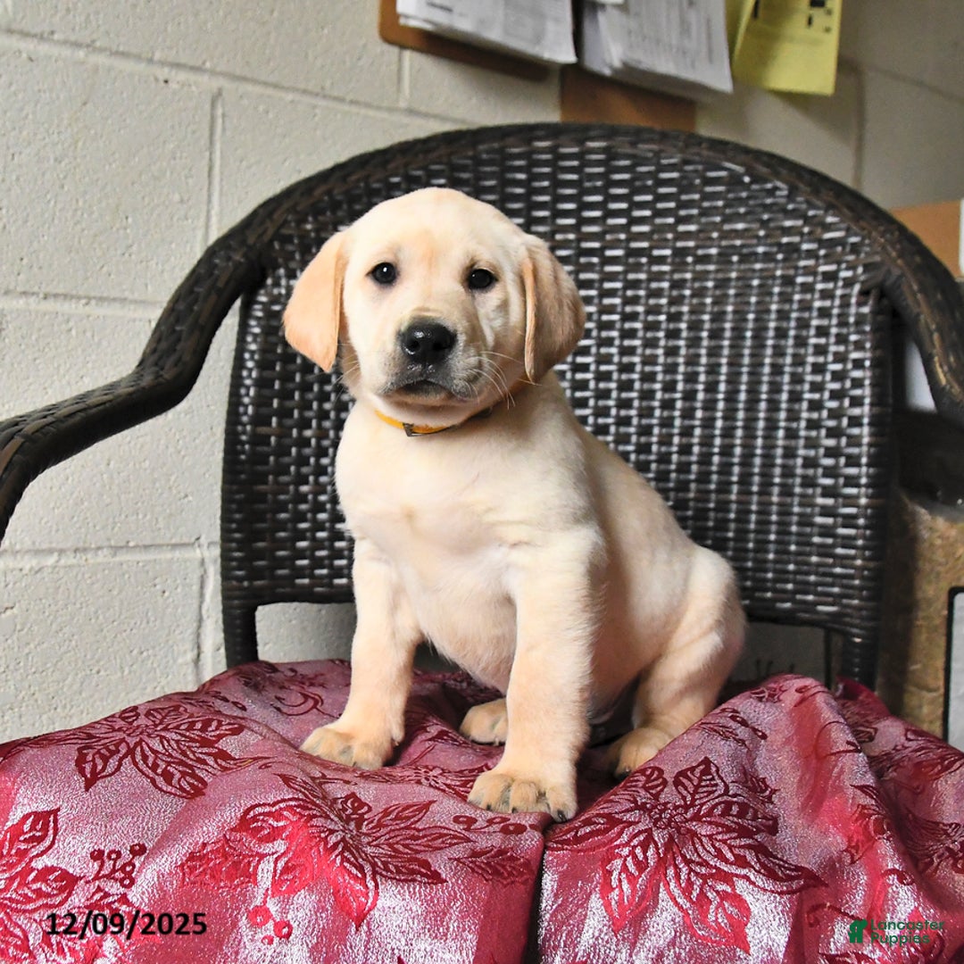 Labrador Retriever dogs for sale: Banjo - Ad 4