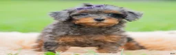 Toy Poodle dogs for sale: Kiki AKC - Ad 1