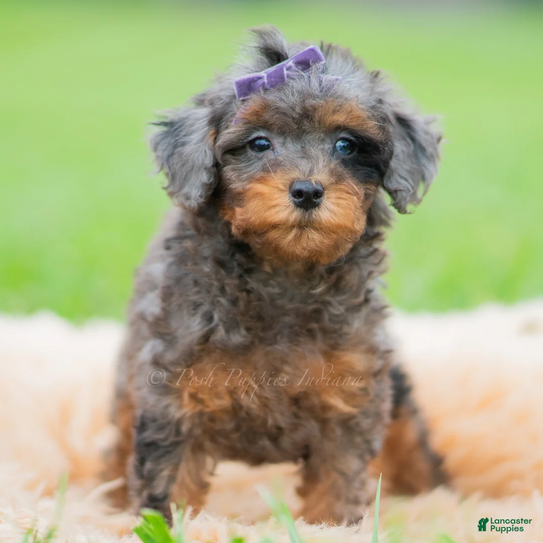 Toy Poodle dogs for sale: Kiki AKC - Ad 1