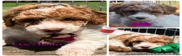 Miniature Poodle dogs for sale: Macchiato  - Ad 3