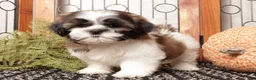 Shih Tzu dogs for sale: Cookie - Awesome Shih Tzu  - Ad 4
