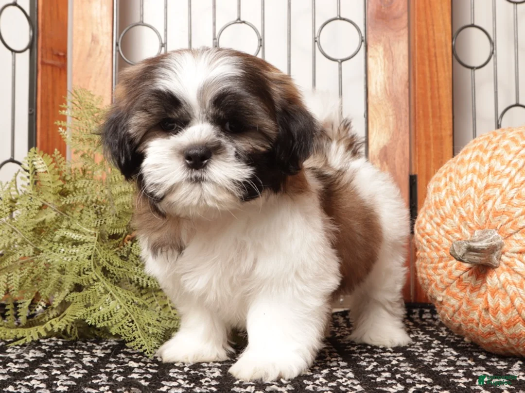 Shih Tzu dogs for sale: Cookie - Awesome Shih Tzu  - Ad 4