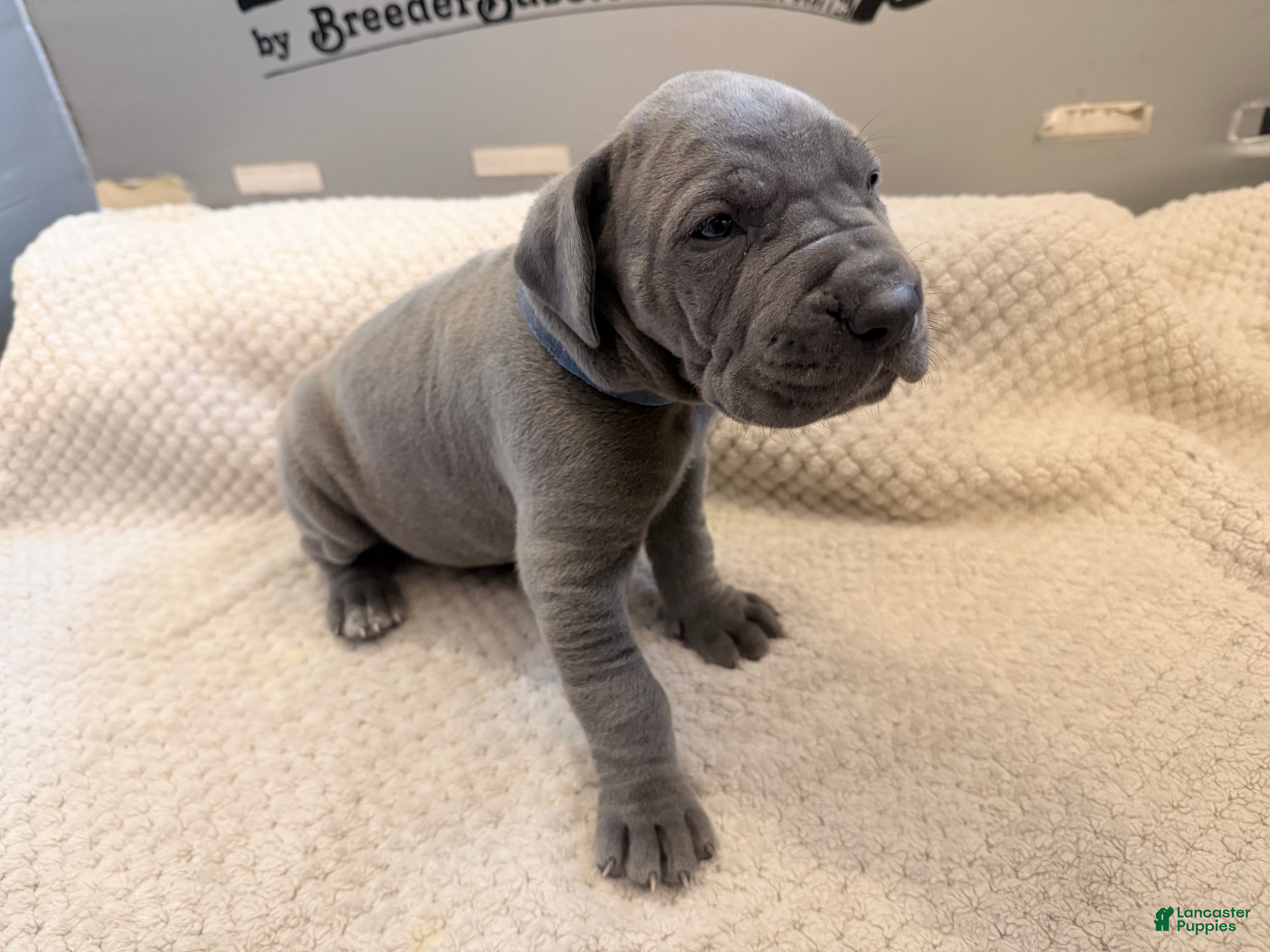 Great Dane dogs Great Dane Boy - Ad 1