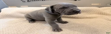 Great Dane Boy