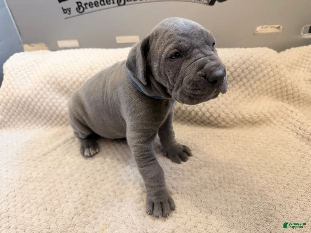 Great Dane dogs for sale: Great Dane Boy - Ad 1