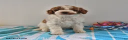Mini Goldendoodle dogs for sale: Sassy - Ad 2