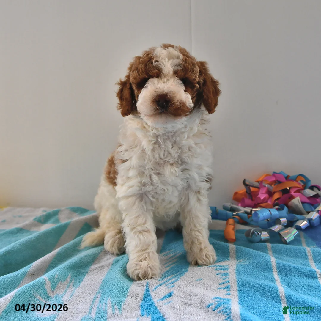 Mini Goldendoodle dogs for sale: Sassy - Ad 2
