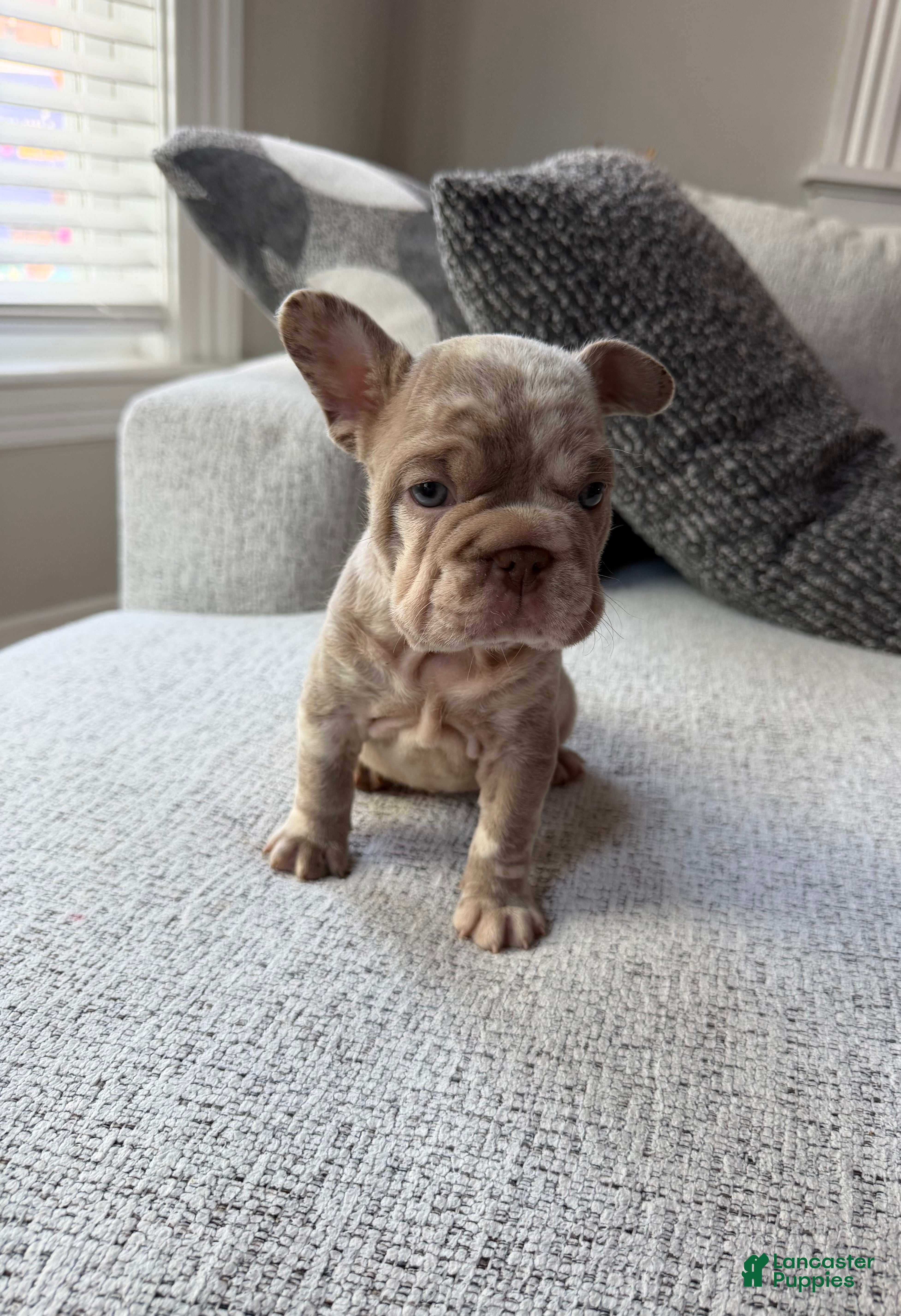 French Bulldog dogs French Bulldog 2 - Ad 6