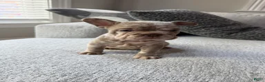 French Bulldog 2