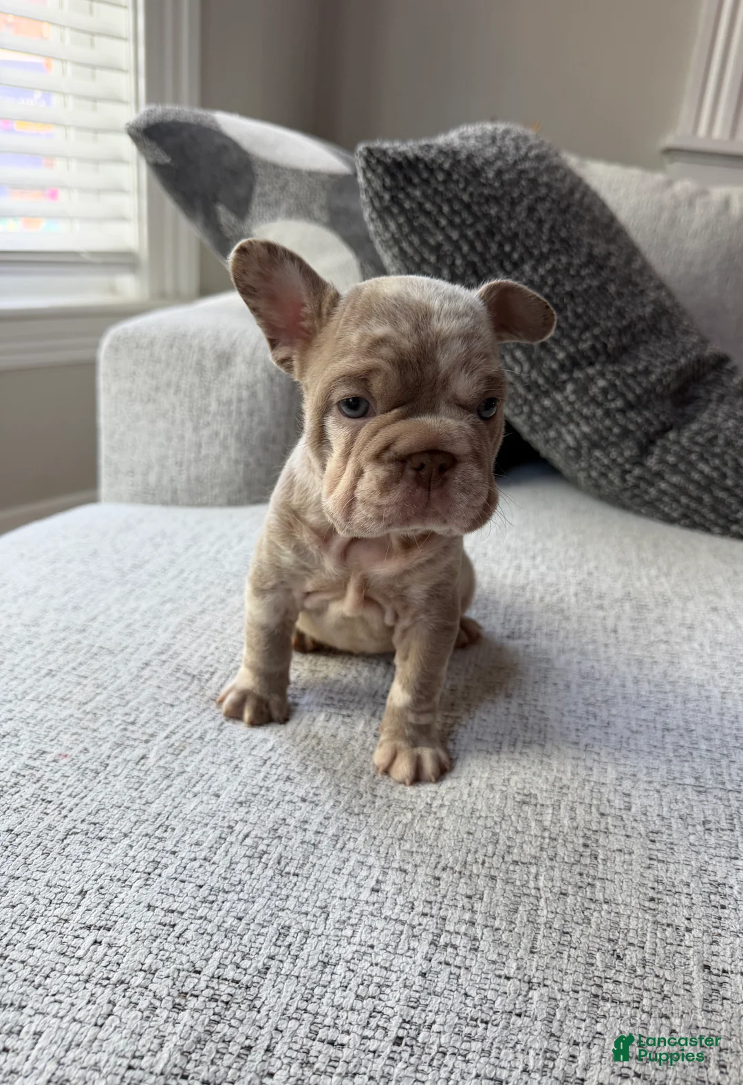 French Bulldog dogs for sale: French Bulldog 2 - Ad 1