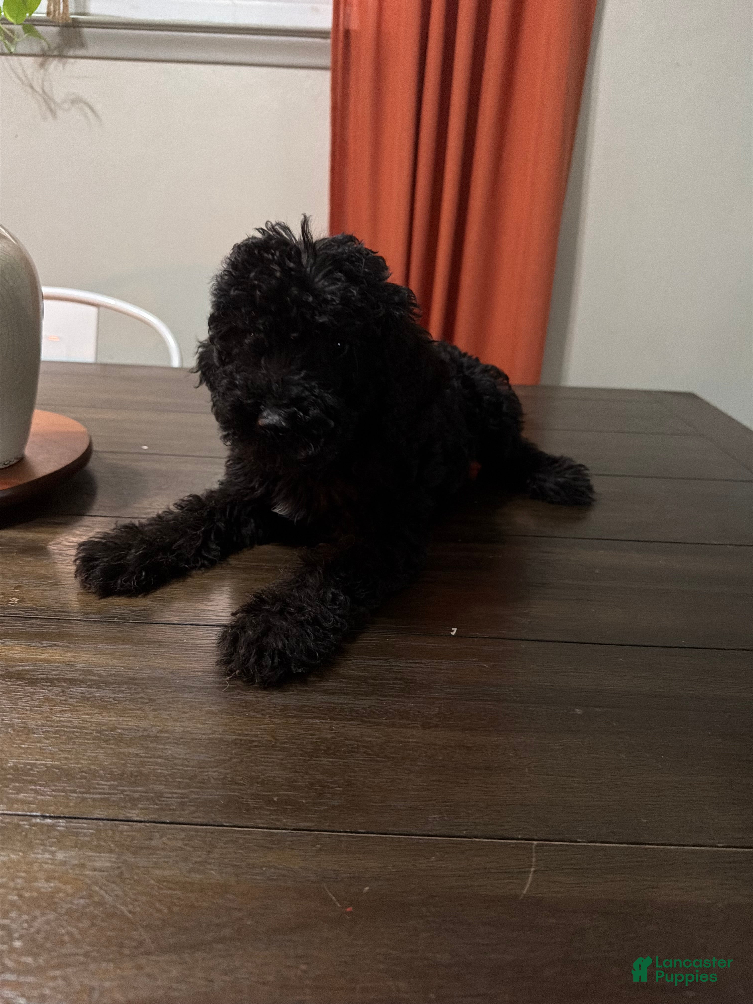 Labradoodle dogs Lady  - Ad 37