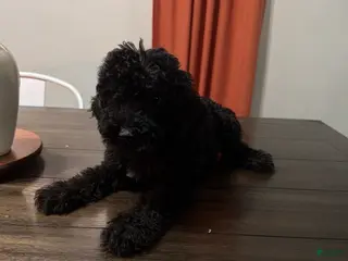 Labradoodle dogs Lady - Ad 37