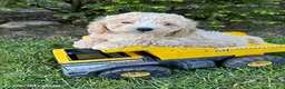 Bichpoo dogs for sale: Jack - Ad 3