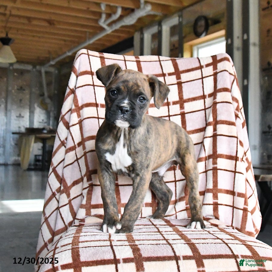 Boxer dogs Lucky - Ad 36