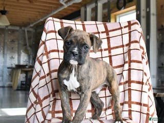Boxer dogs Lucky - Ad 16