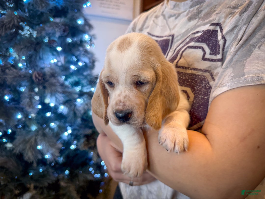 Basset Hound dogs for sale: Dutchess - Ad 2