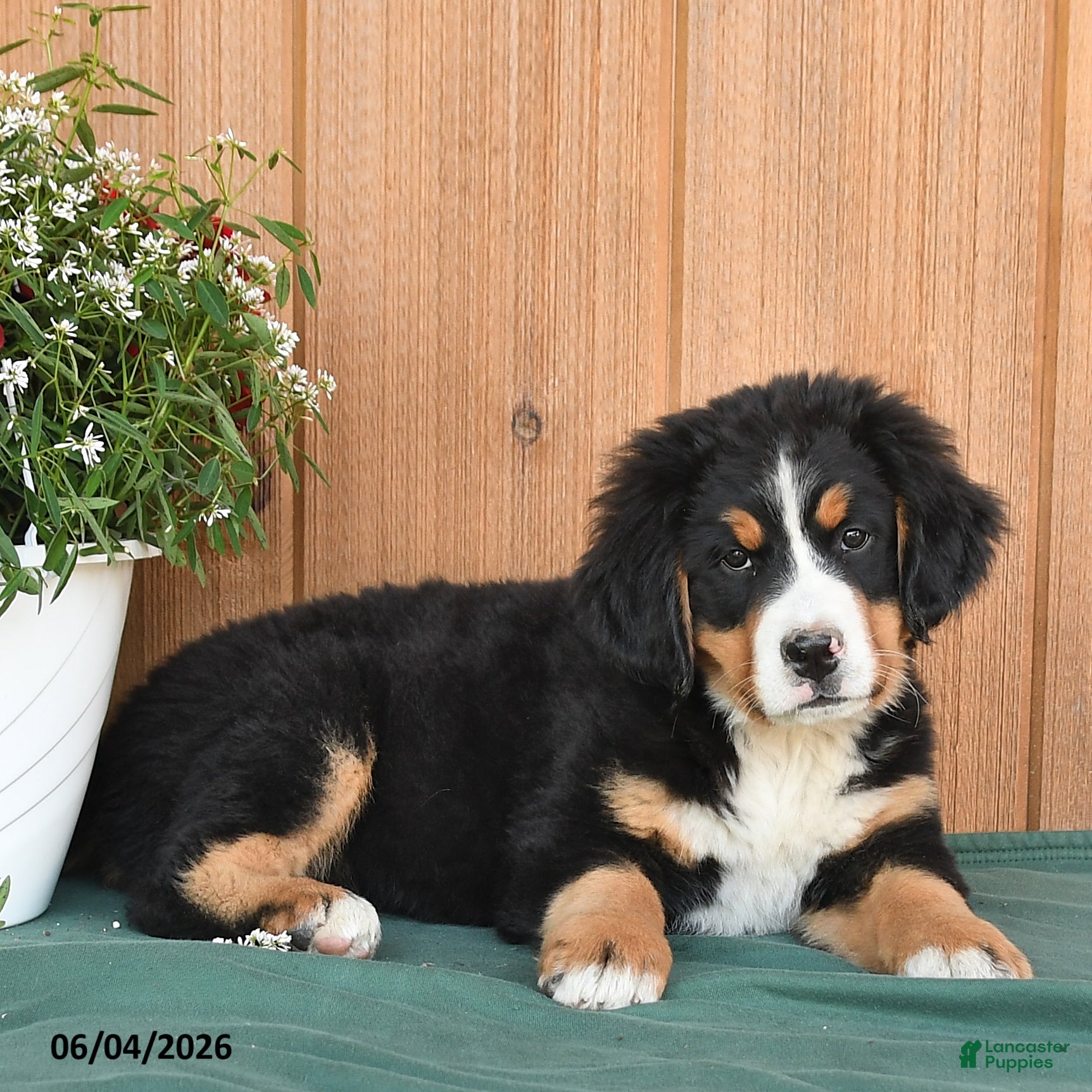 Bernese Mountain Dog dogs Pearl - Ad 2
